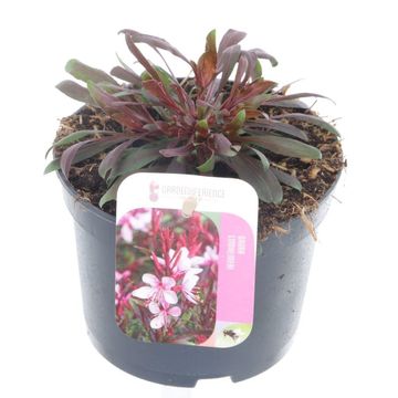 Gaura lindheimeri GAUDI ROSE