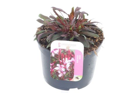 Gaura lindheimeri GAUDI ROSE