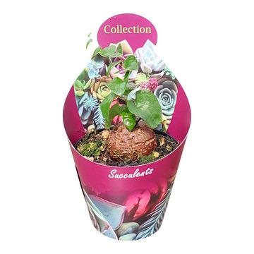 Dioscorea elephantipes