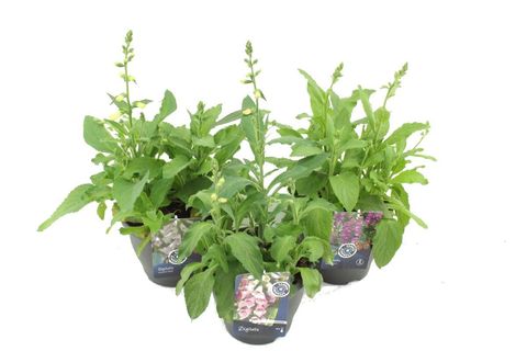 Digitalis purpurea MIX