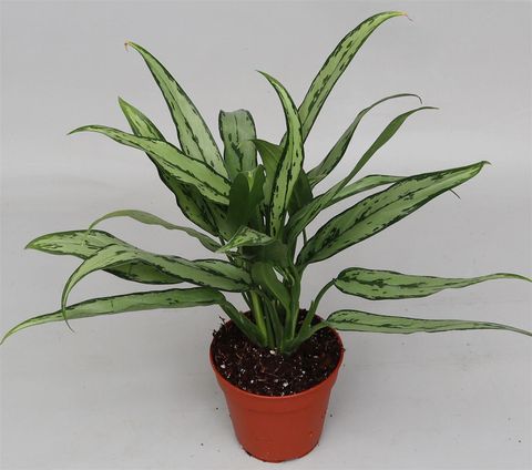 Aglaonema 'Cutlass'