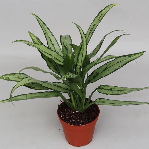 Aglaonema 'Cutlass'