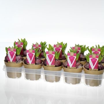 Hyacinthus orientalis 'Jan Bos'