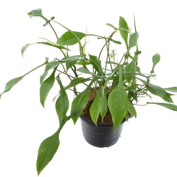 Philodendron 'Joepii'