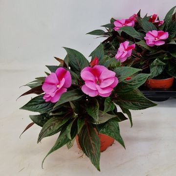 Impatiens COLORPOWER LAVENDER FLAME