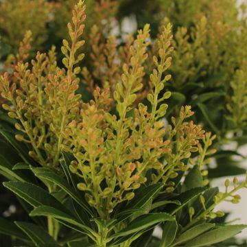 Pieris japonica 'Debutante'