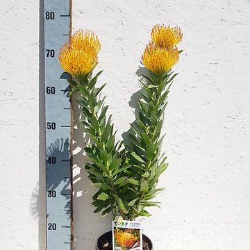 Leucospermum cordifolium 'Ayoba Sun'