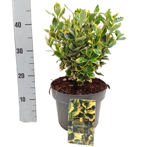 Euonymus japonicus MARIEKE