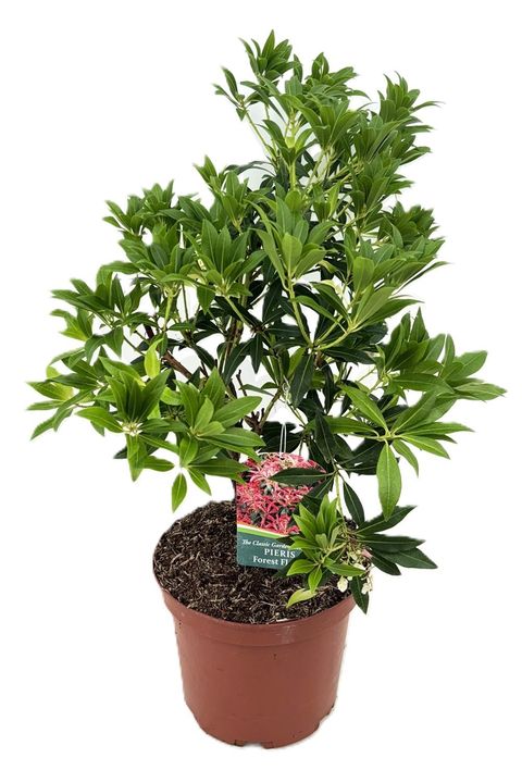Pieris 'Forest Flame'