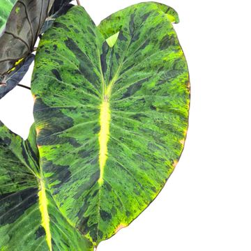 Colocasia 'Hybrid Mojito Revolution'