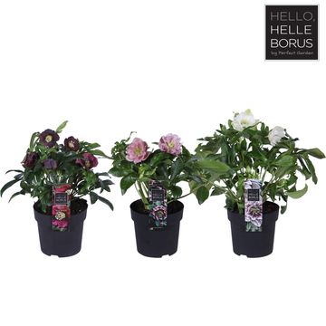 Helleborus orientalis MIX