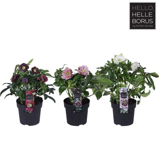 Helleborus orientalis MIX