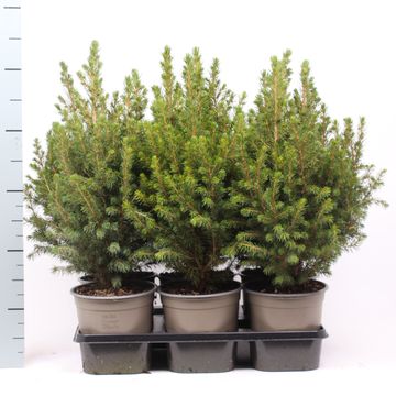 Picea glauca PERFECTA