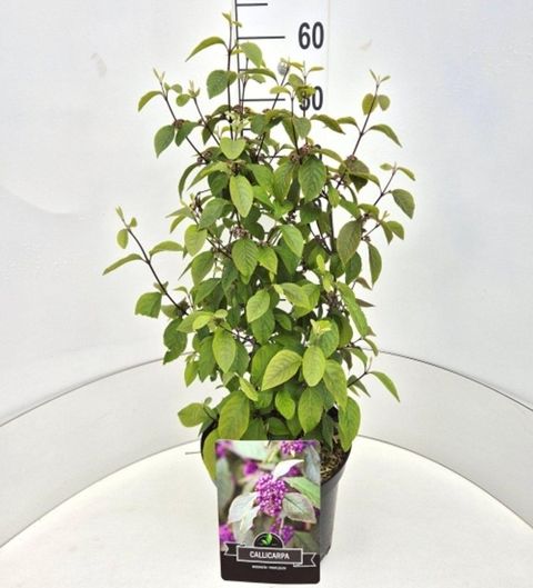 Callicarpa bodinieri 'Profusion'
