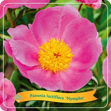 Paeonia 'Nymphe'