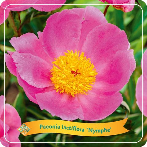 Paeonia 'Nymphe'