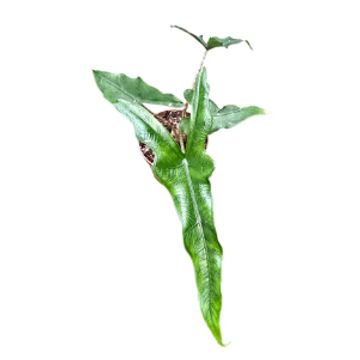 Alocasia SABRINA NARROW