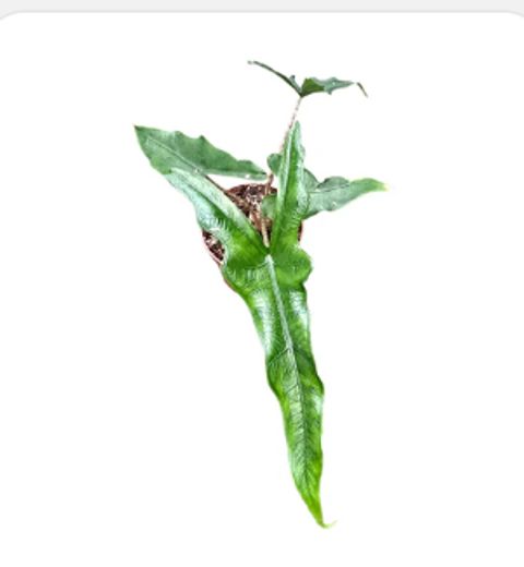 Alocasia SABRINA NARROW