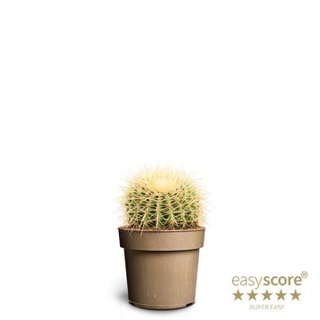 Echinocactus grusonii