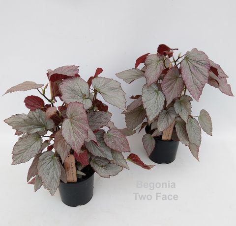 Begonia 'Two Face'