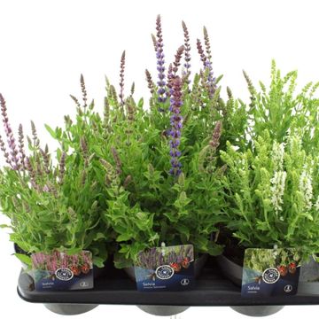 Salvia nemorosa MIX