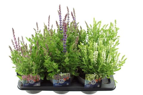 Salvia nemorosa MIX
