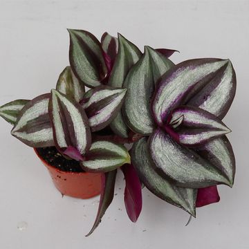 Tradescantia pallida 'Purple Heart'