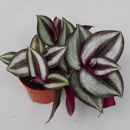 Tradescantia pallida 'Purple Heart'