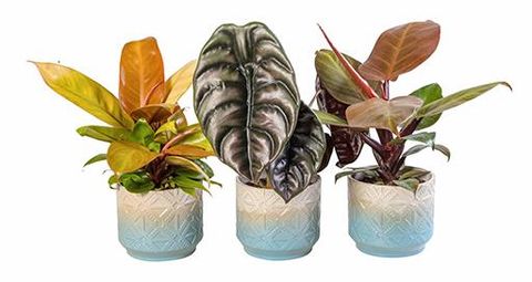 Plantes d'interieur MIX