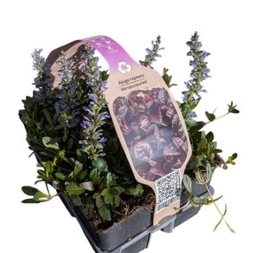 Ajuga reptans 'Atropurpurea'