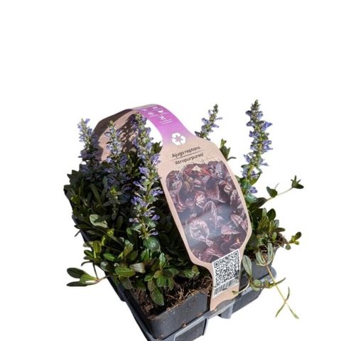 Ajuga reptans 'Atropurpurea'