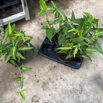 Syngonium angustatum