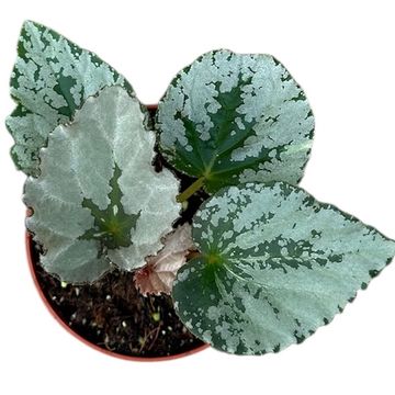 Begonia 'Grey Earl'