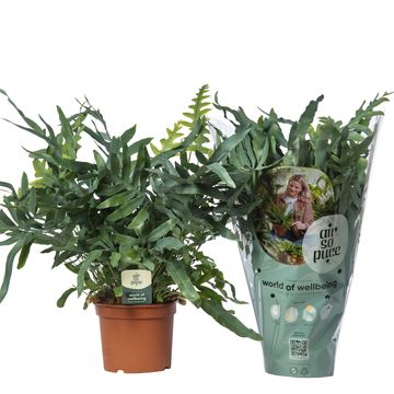 Phlebodium aureum 'Blue Star'