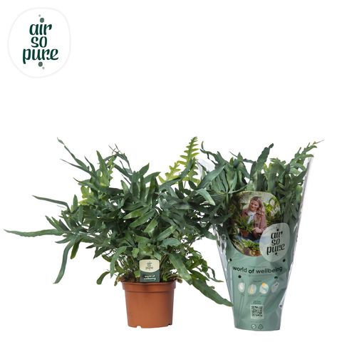 Phlebodium aureum 'Blue Star'