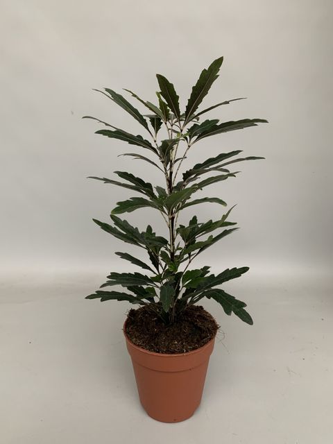 Schefflera elegantissima 'Castor'