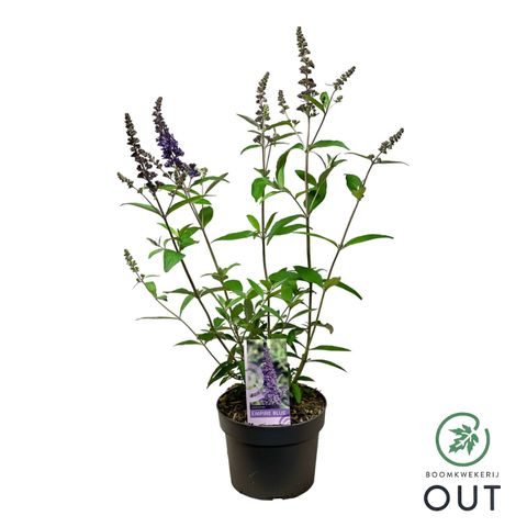 Buddleja davidii 'Empire Blue'