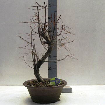 Metasequoia glyptostroboides