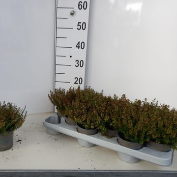 Erica carnea WINTERLADIES SARAH