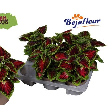 Coleus URBAN SPACECAKE