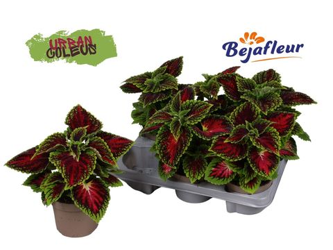 Coleus URBAN SPACECAKE