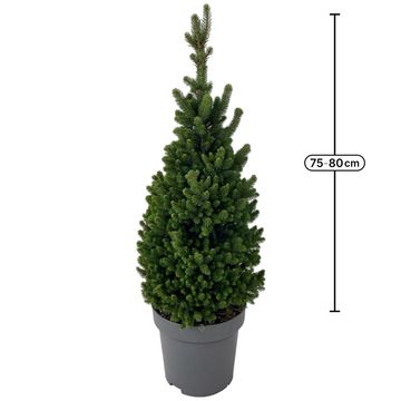 Picea abies 'Will's Zwerg'