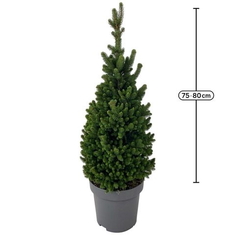 Picea abies 'Will's Zwerg'