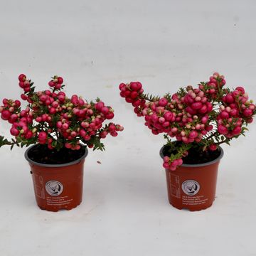 Gaultheria mucronata