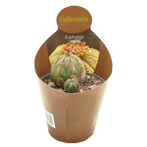 Euphorbia obesa