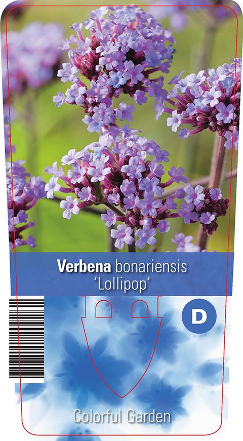 Verbena bonariensis 'Lollipop'