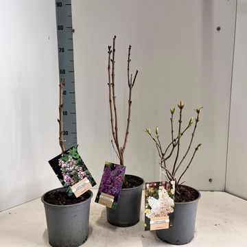 Syringa vulgaris MIX
