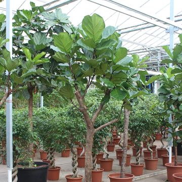 Ficus lyrata