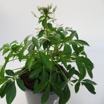 Cleome SENORITA BLANCA