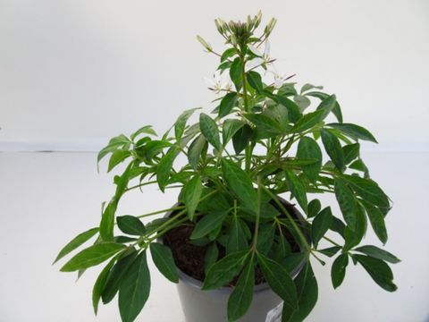 Cleome SENORITA BLANCA